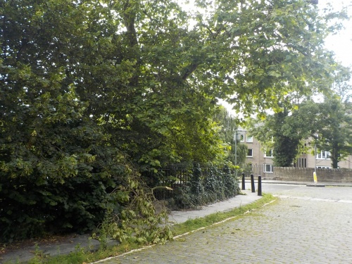 Plane tree and ivy